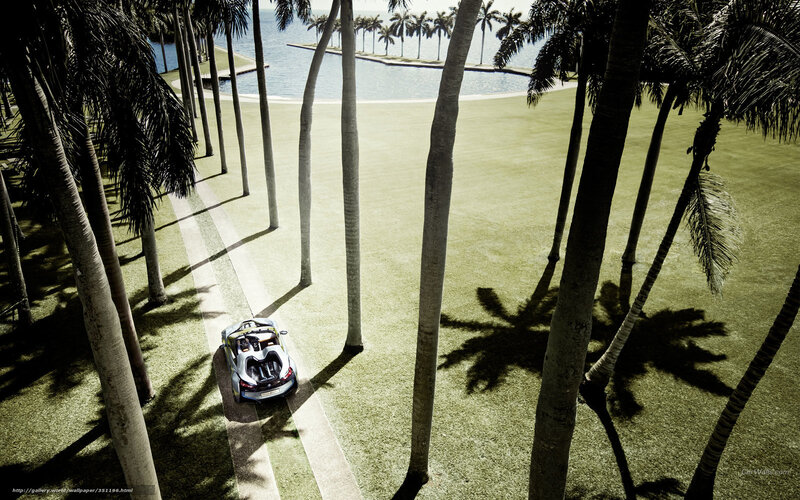 Palm-lined path with sports car