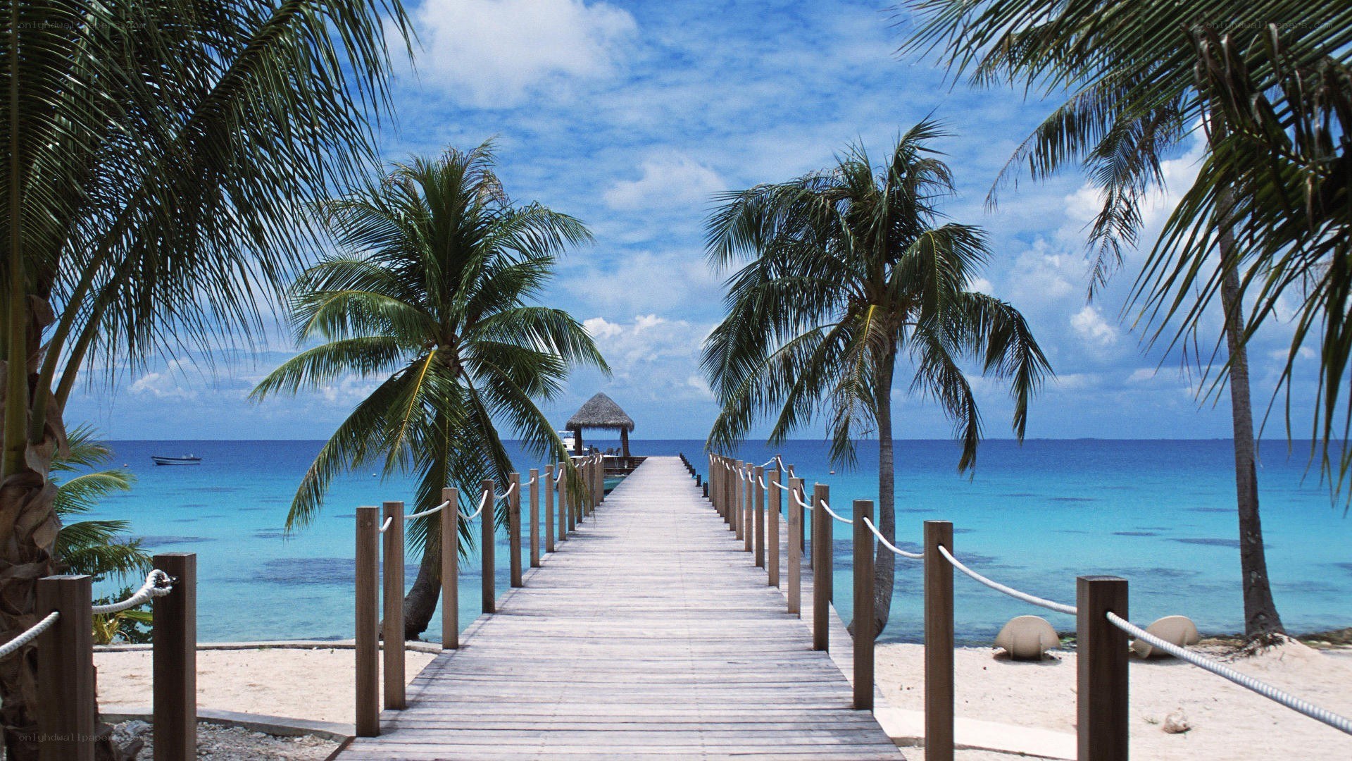 Palm-lined pier to beach hut