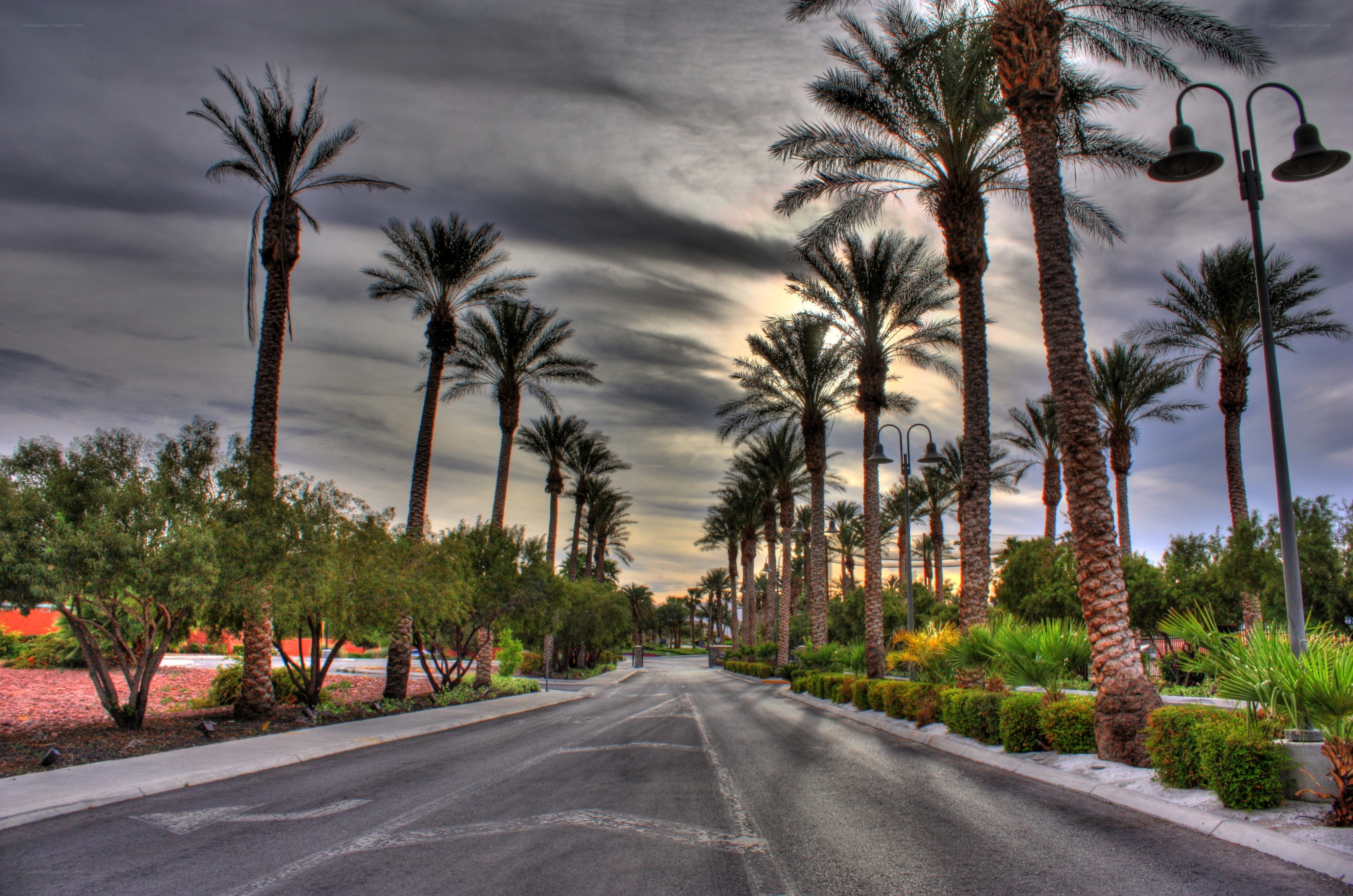 Palm-lined street at dusk