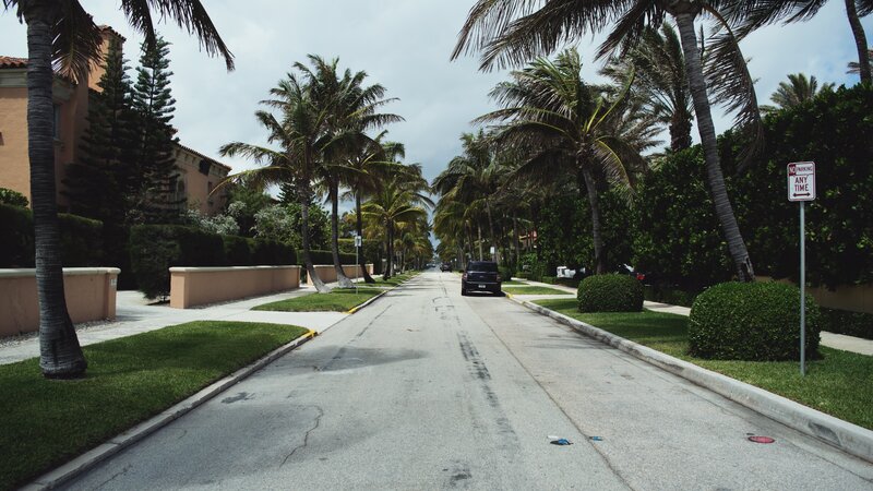 Palm-lined Street