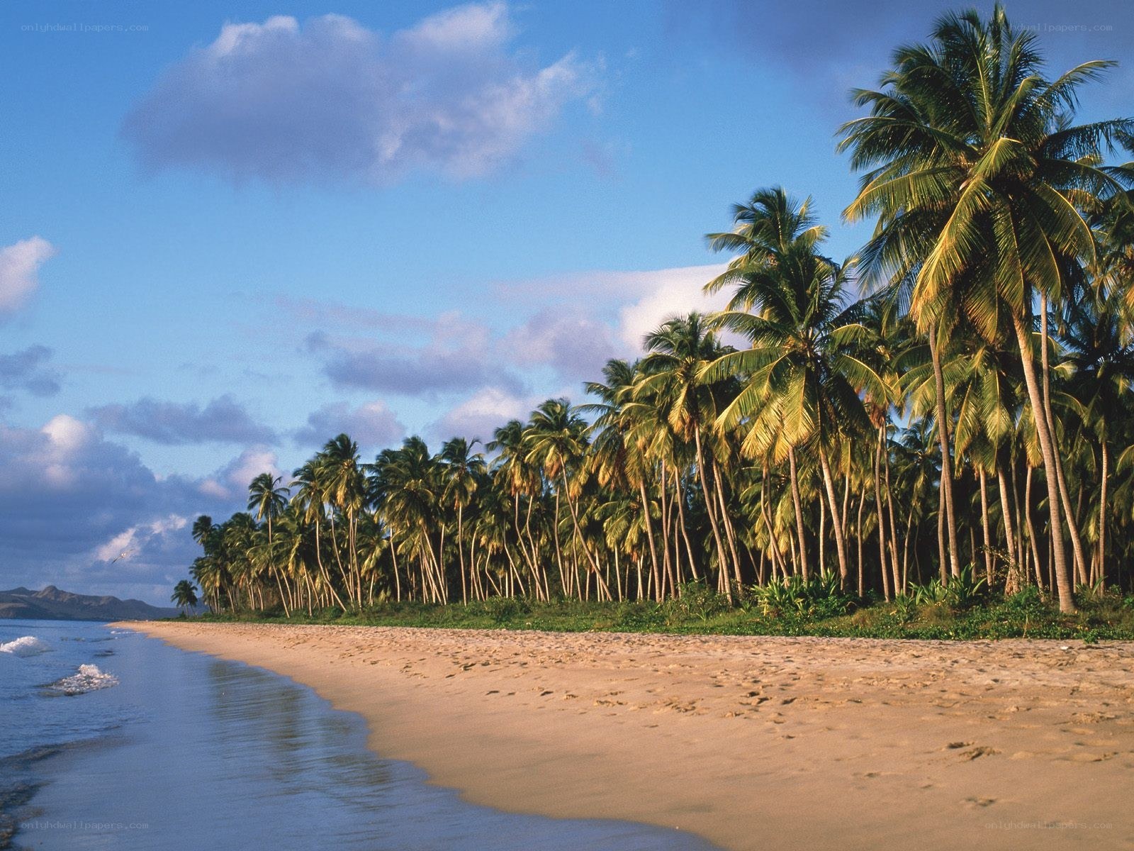 Palm-lined tropical beach at sunset