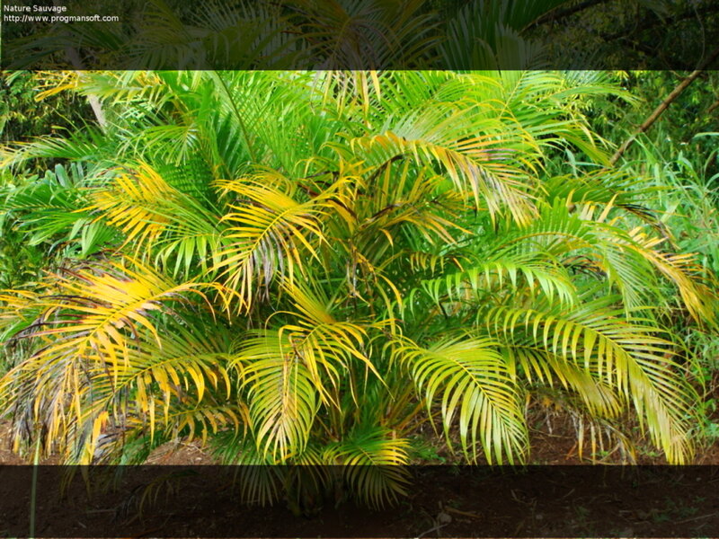 palm plant with yellowing fronds