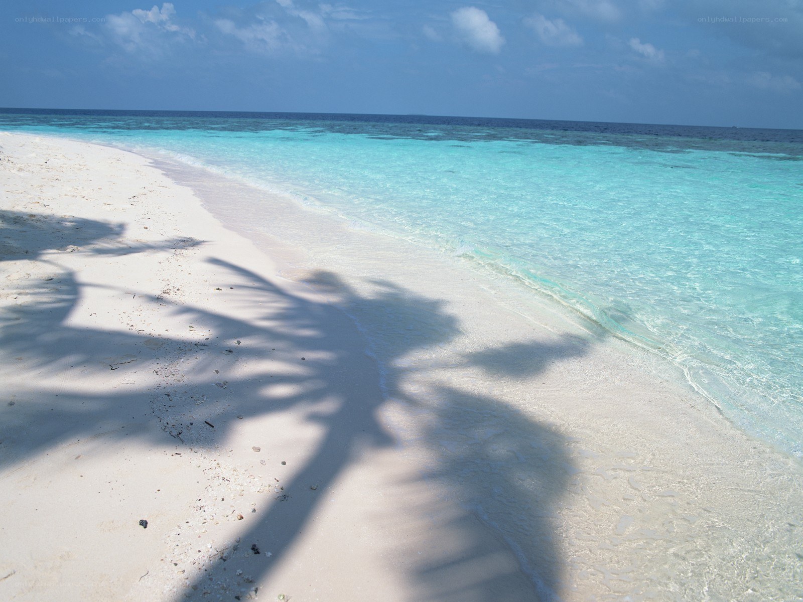 Palm shadow on tropical beach