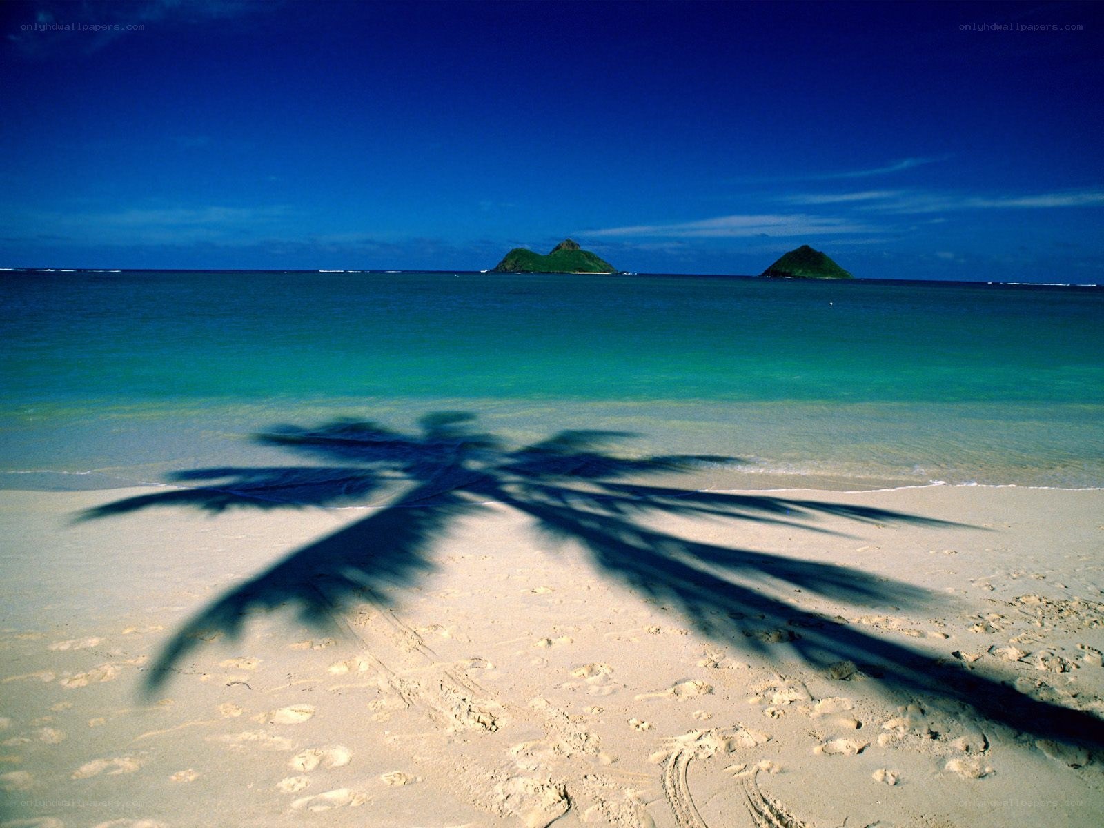 Palm shadow on tropical beach