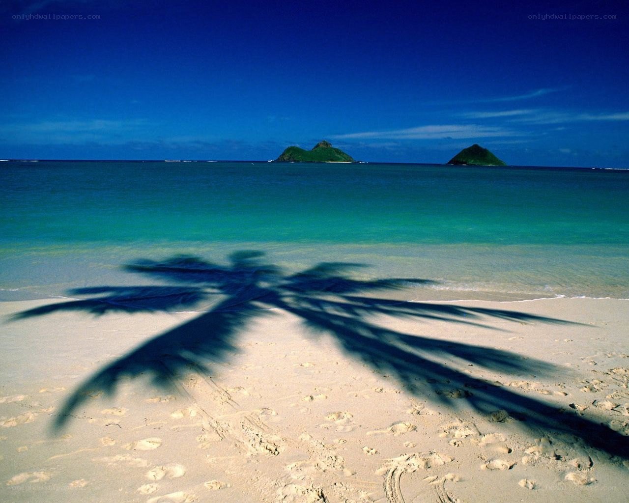Palm shadow on tropical beach