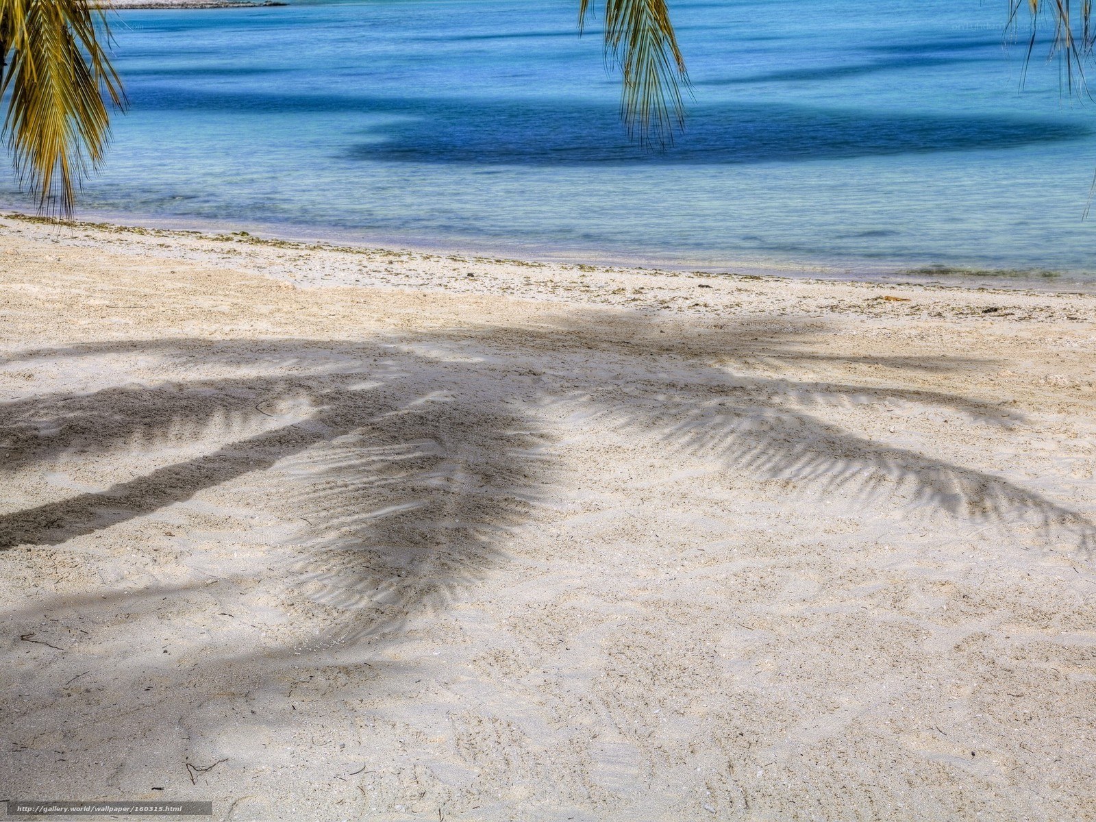 Palm shadow on tropical beach