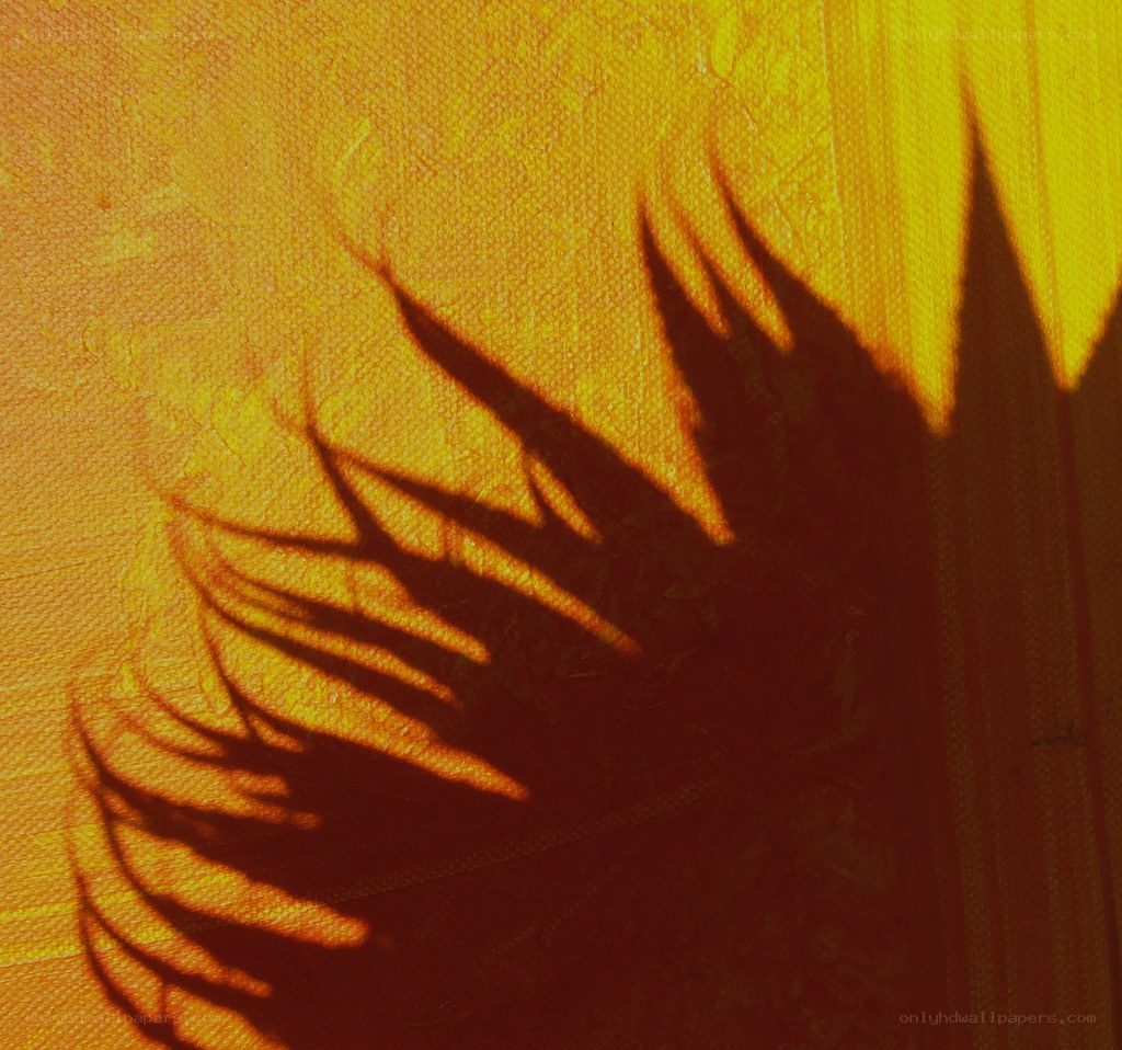palm shadow on yellow wall