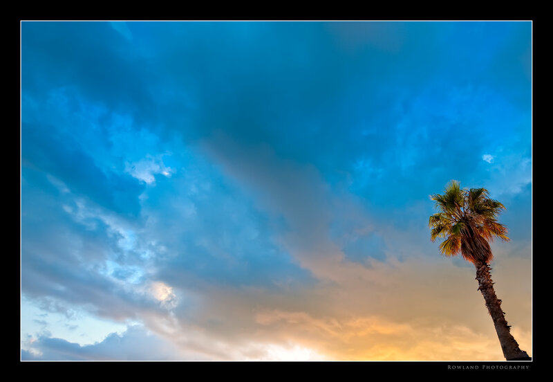 Palm tree against a dramatic sky