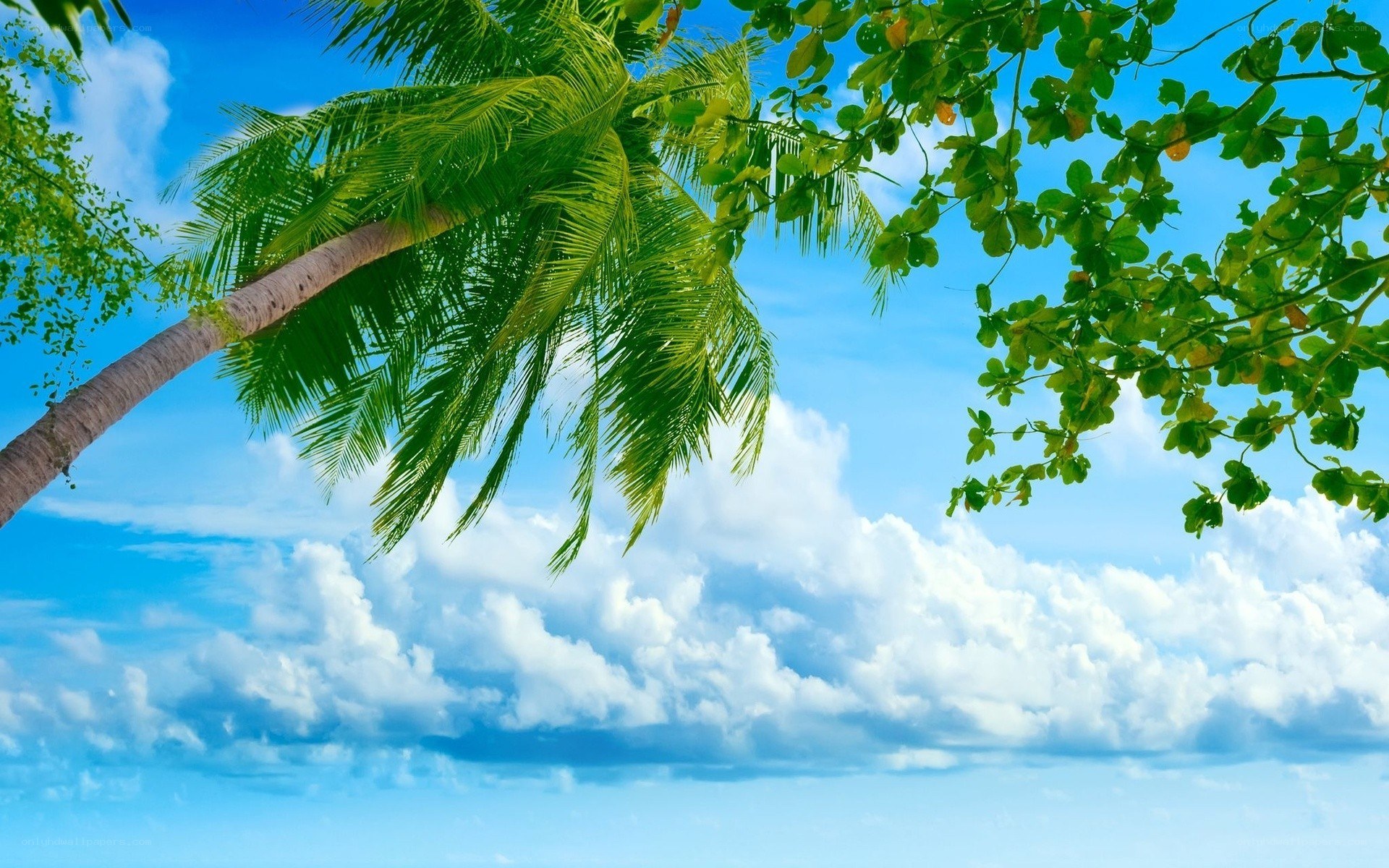 Palm tree against blue sky
