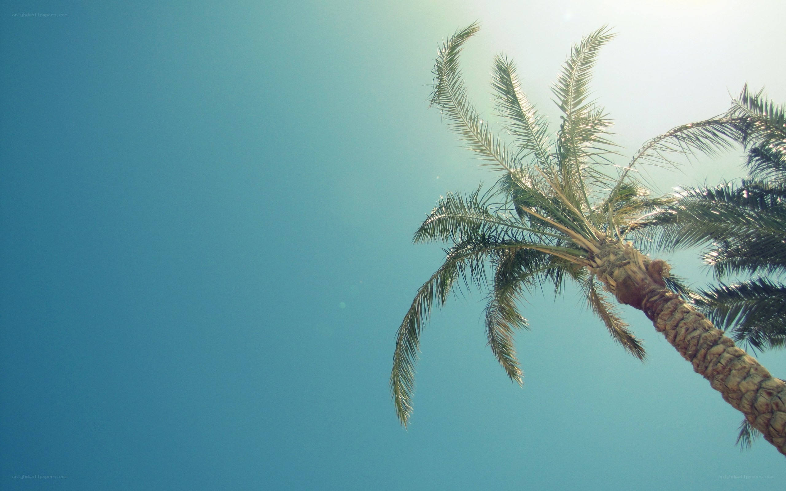 Palm tree against blue sky