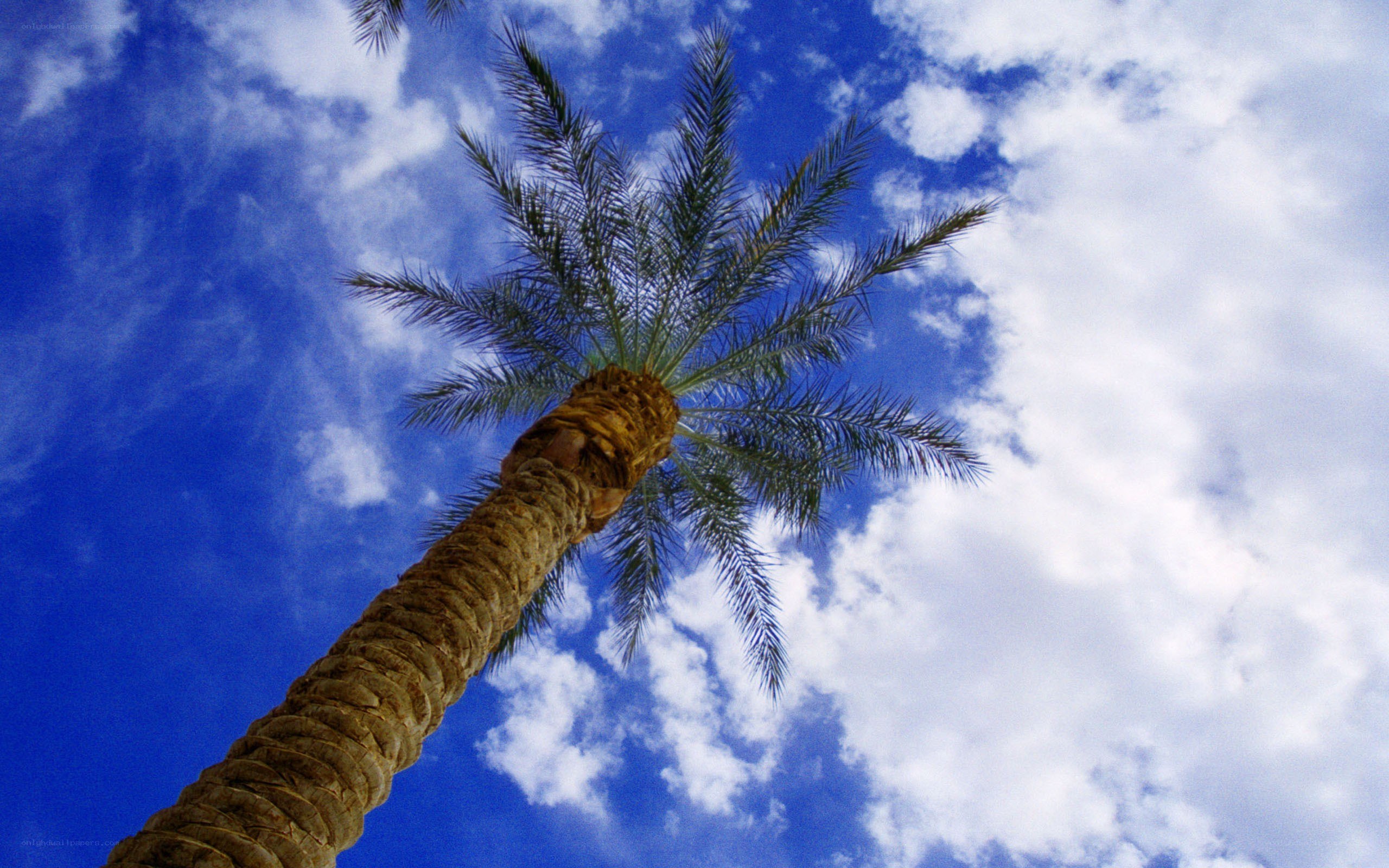 Palm tree against blue sky