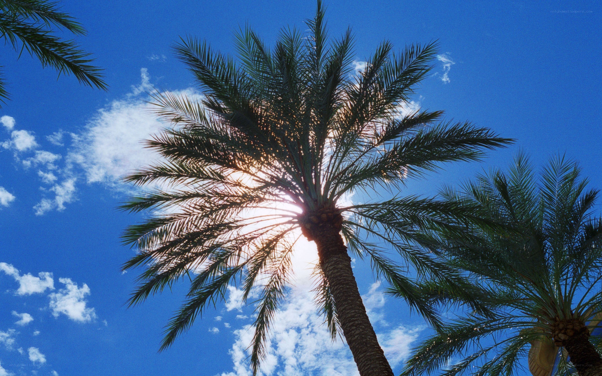 Palm tree against blue sky