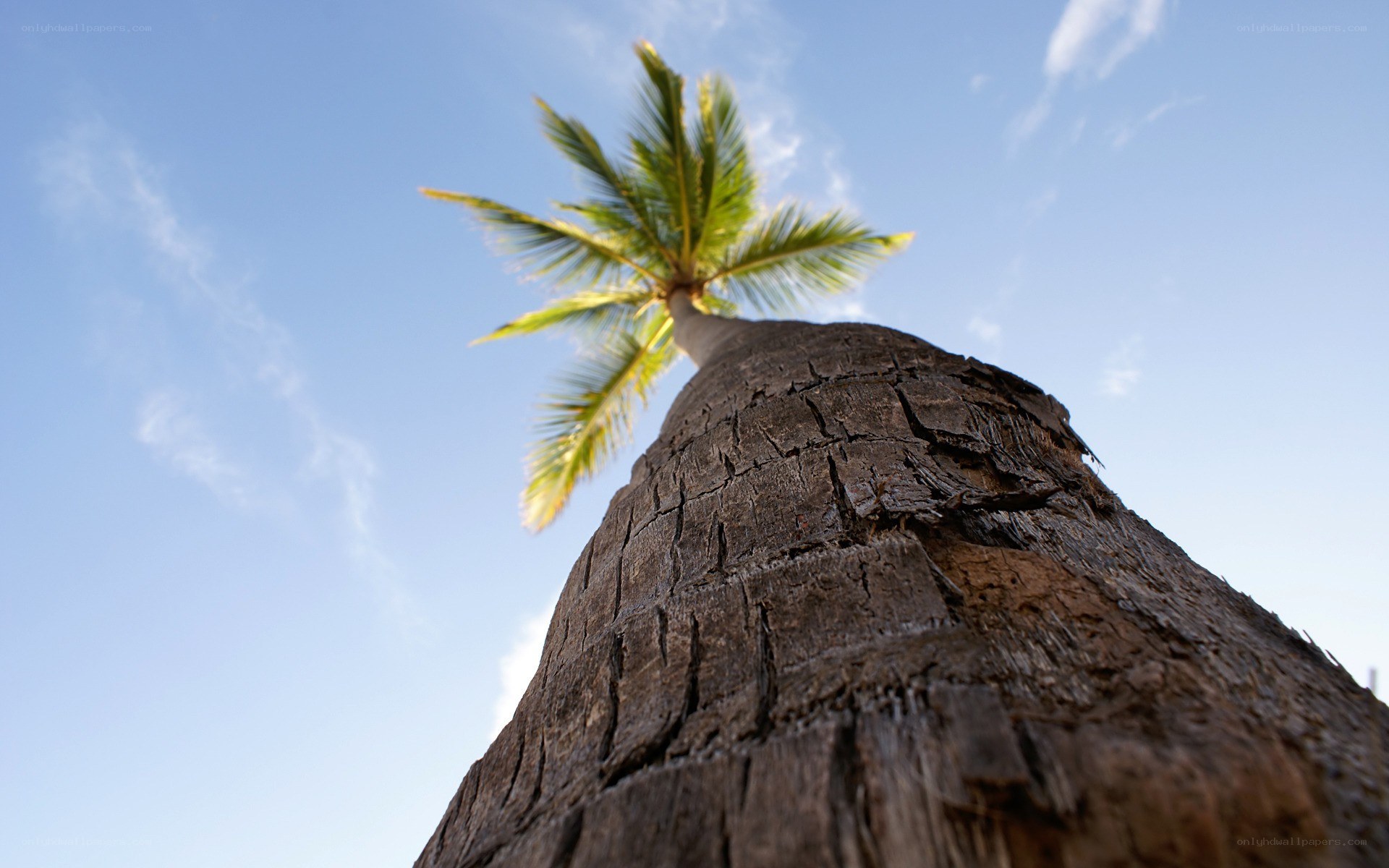 Palm tree against blue sky