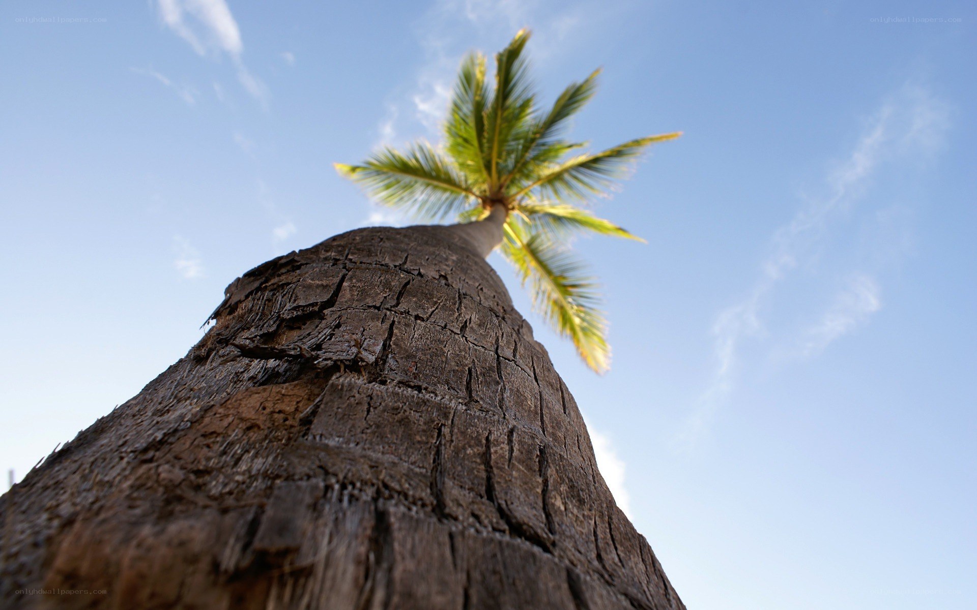 Palm tree against blue sky