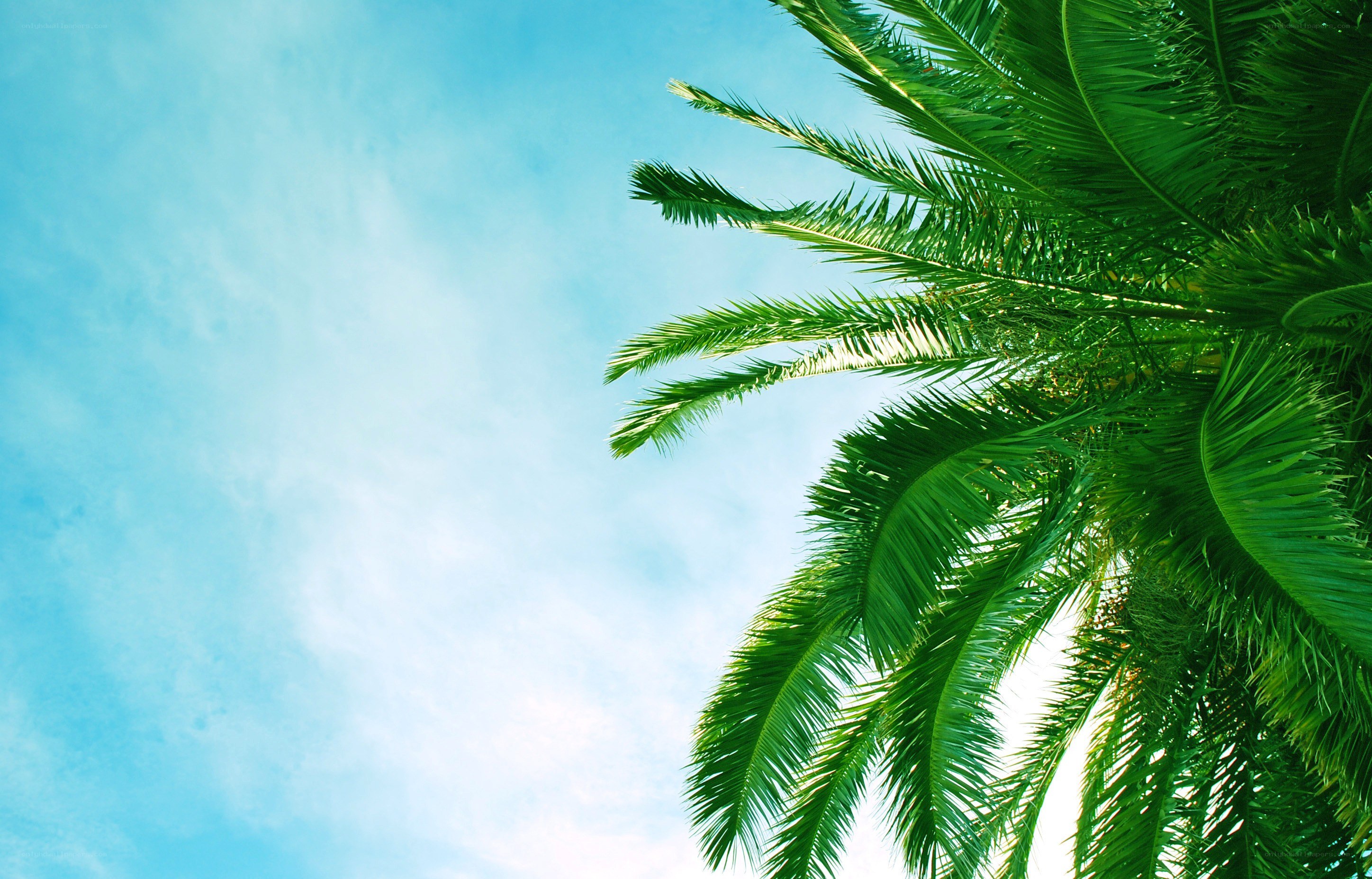 palm tree against blue sky