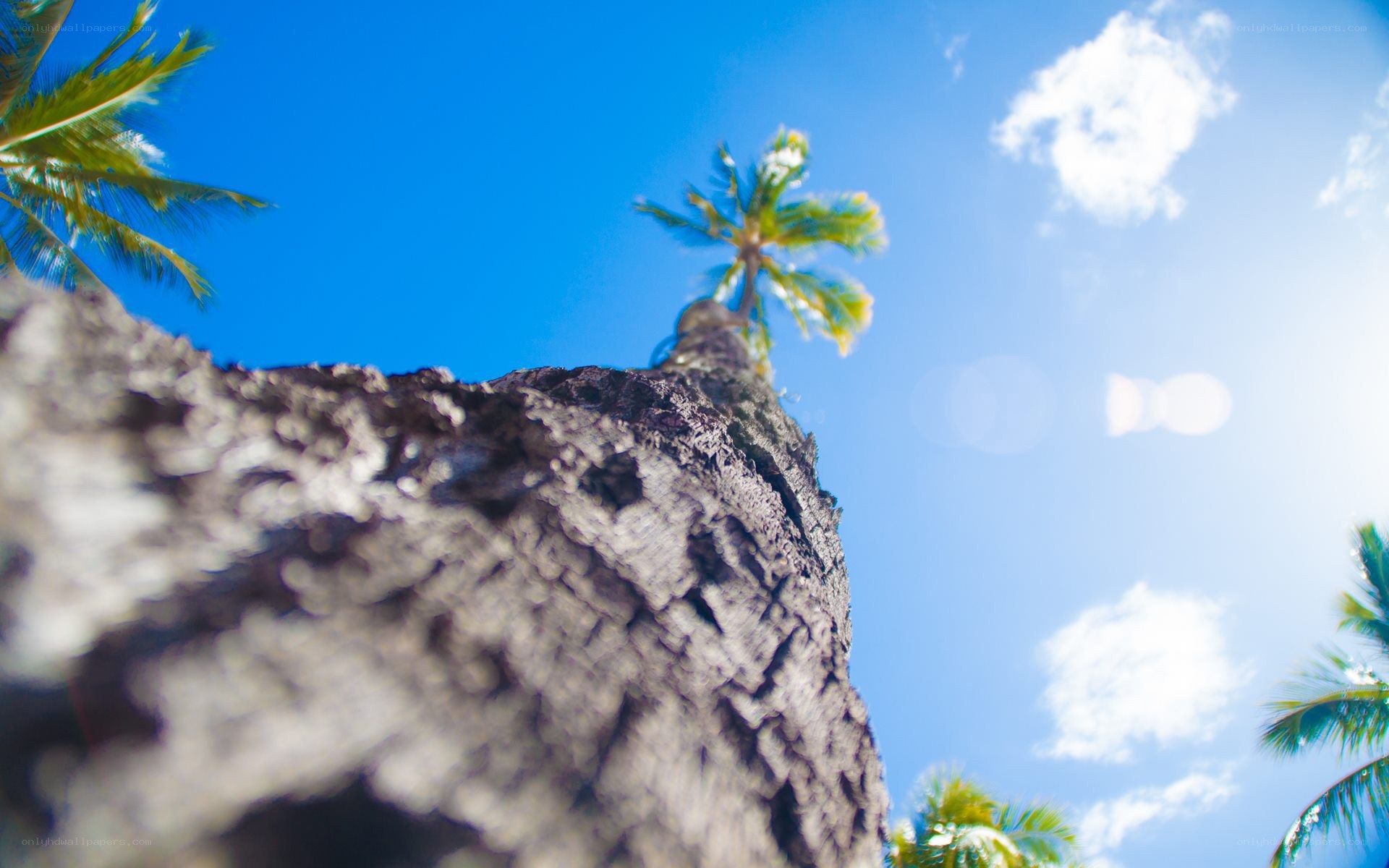 Palm tree against blue sky