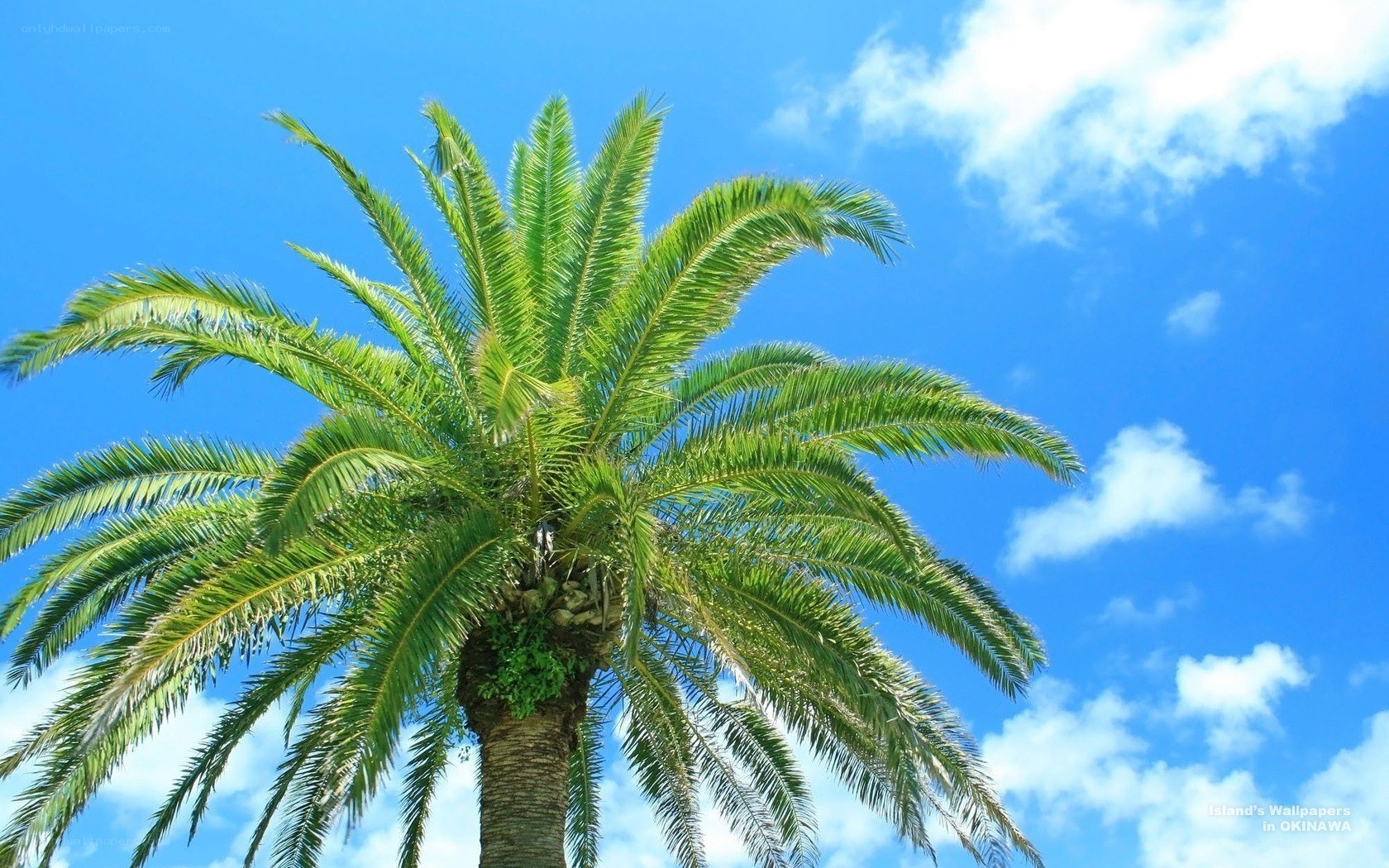 Palm tree against blue sky