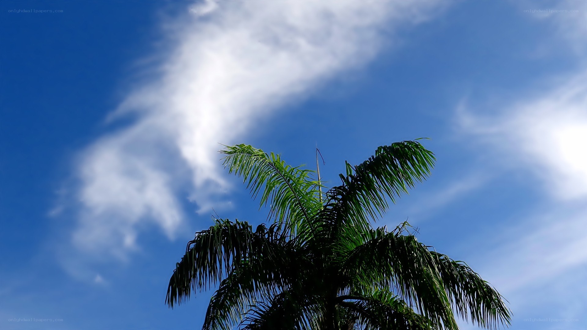 Palm tree against blue sky