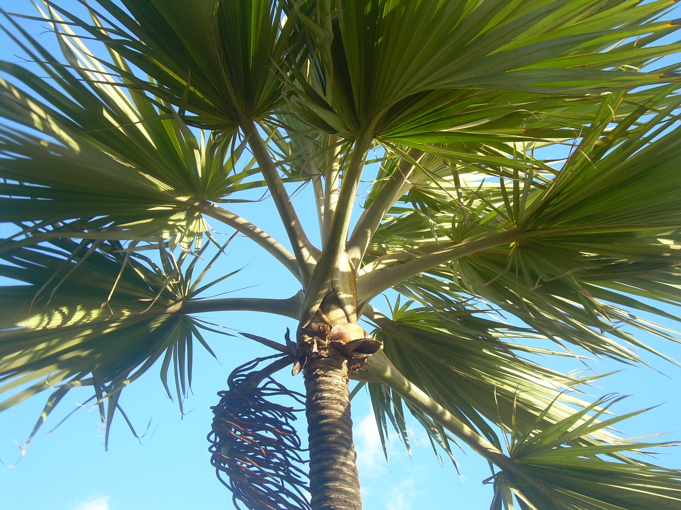 Palm tree against blue sky