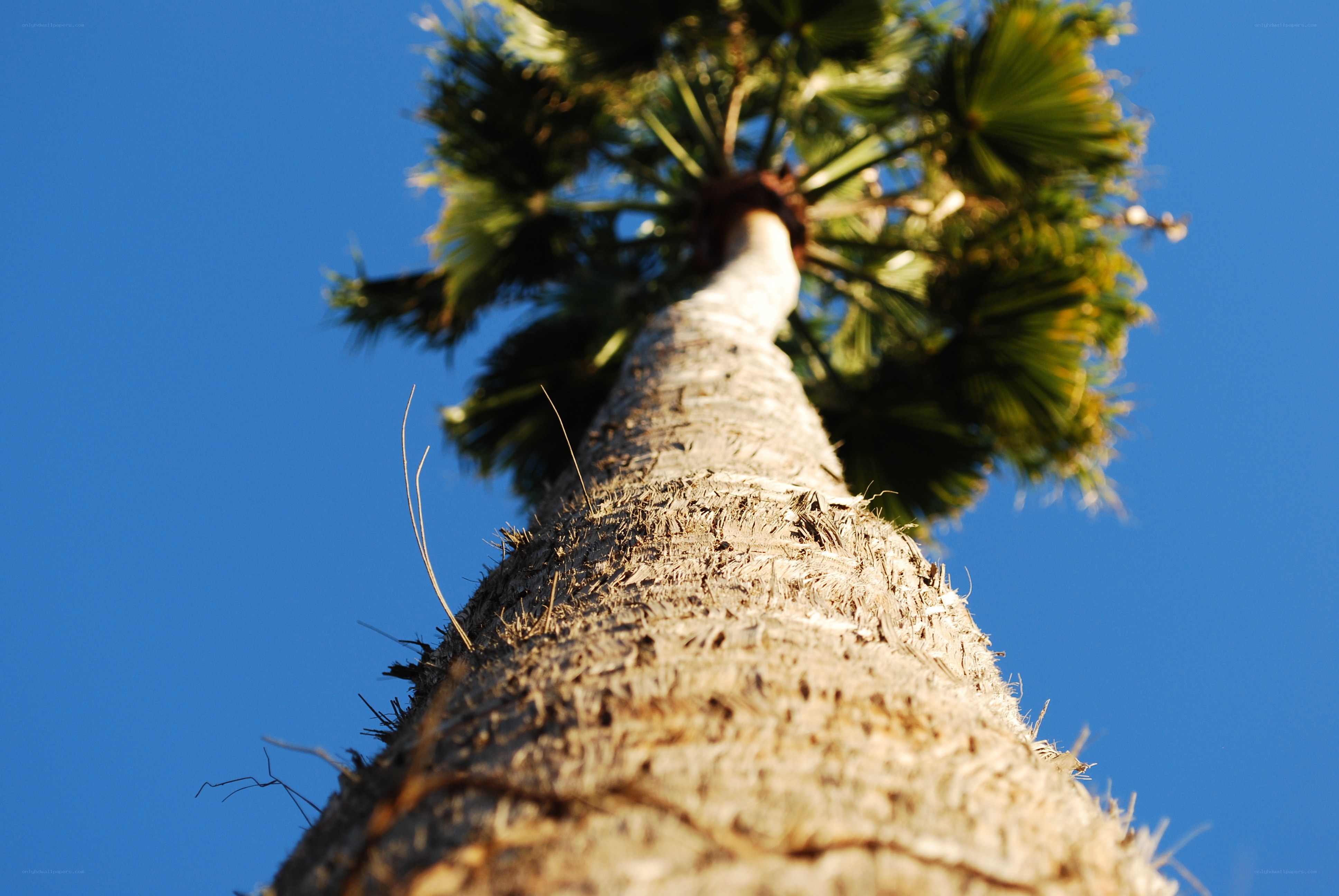 Palm tree against blue sky