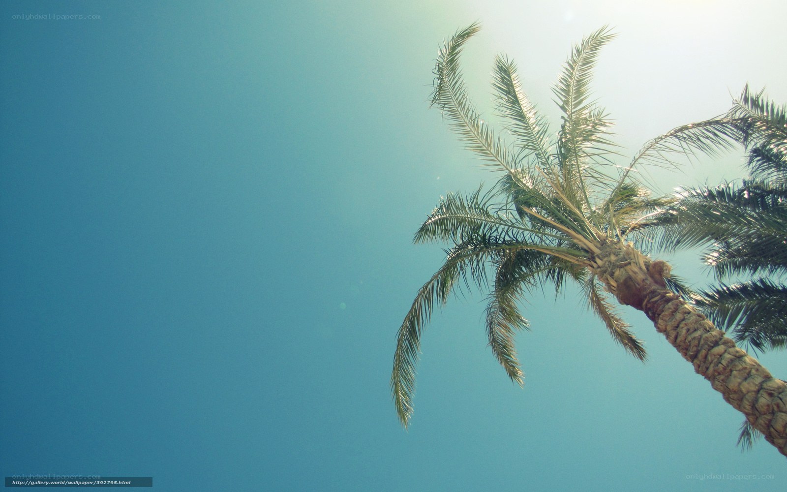 Palm tree against blue sky