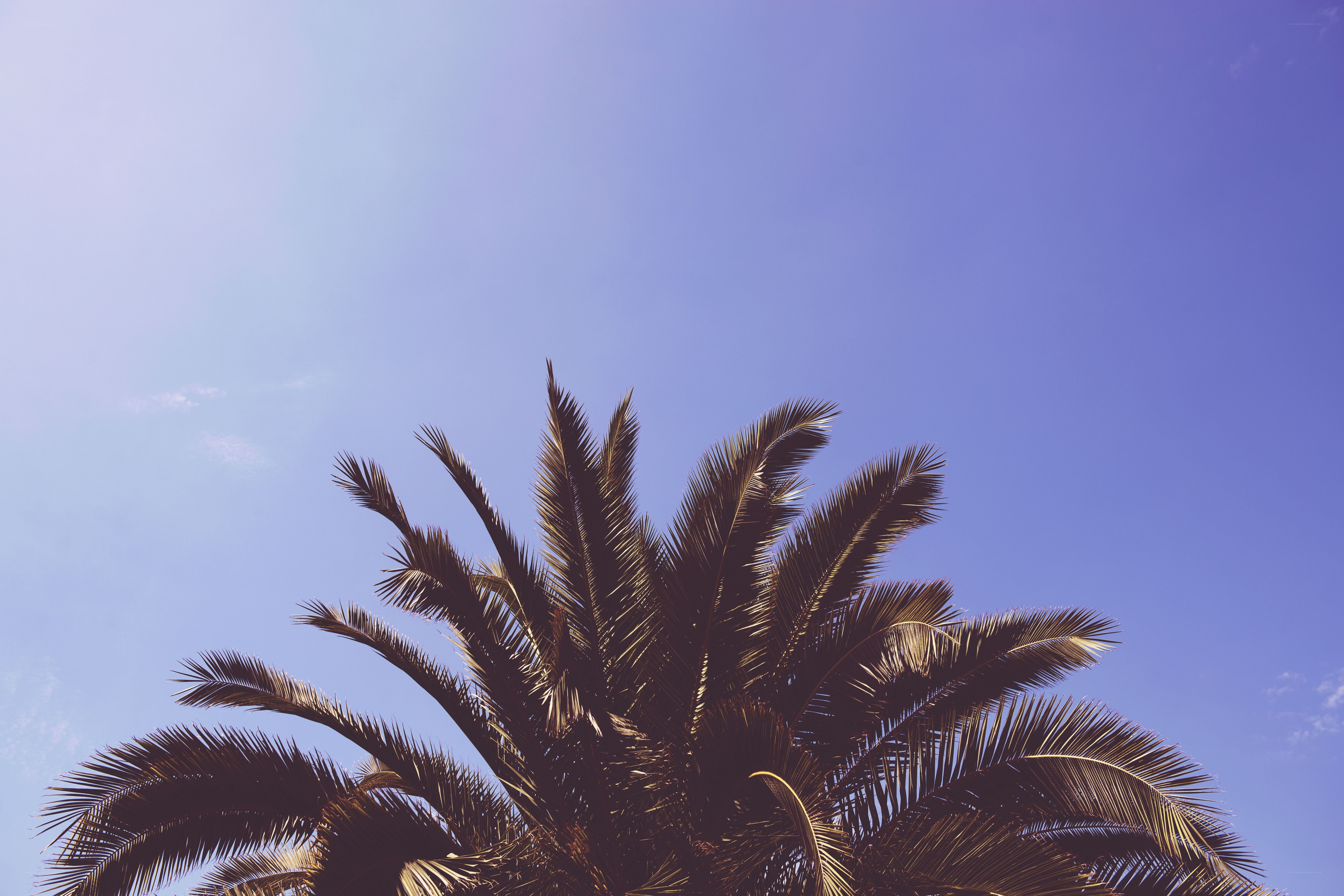 Palm tree against blue sky