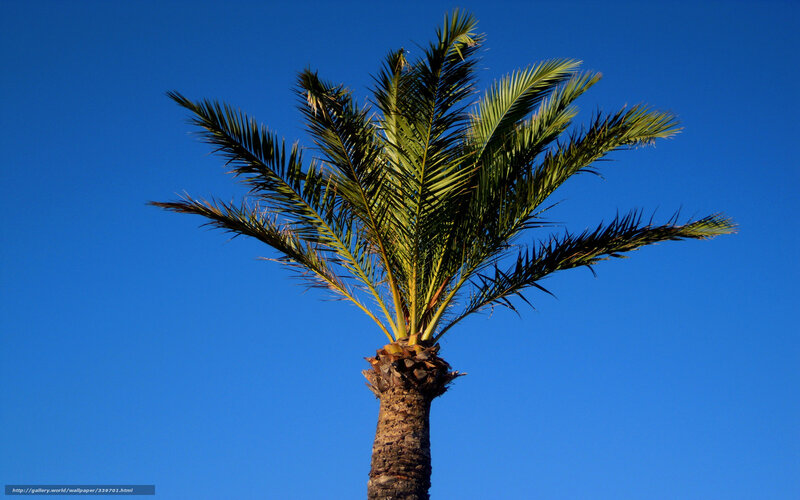 Palm Tree Against Blue Sky — Serene, Afternoon