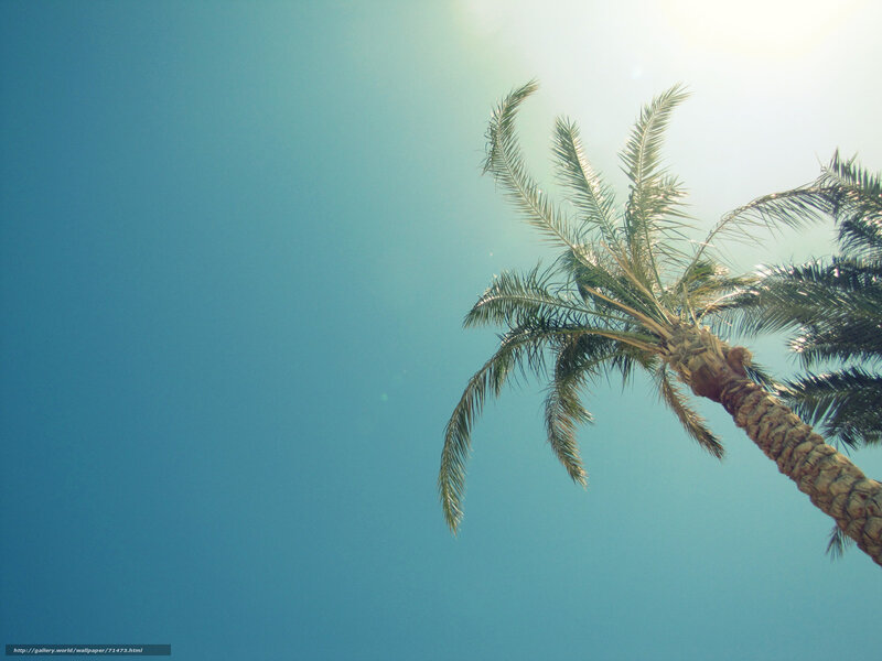 Palm tree against blue sky