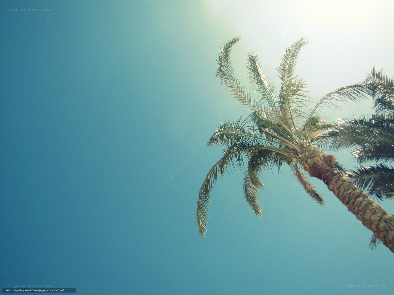 Palm tree against blue sky