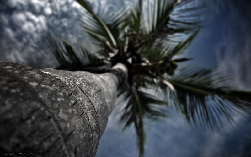 Palm tree against cloudy sky