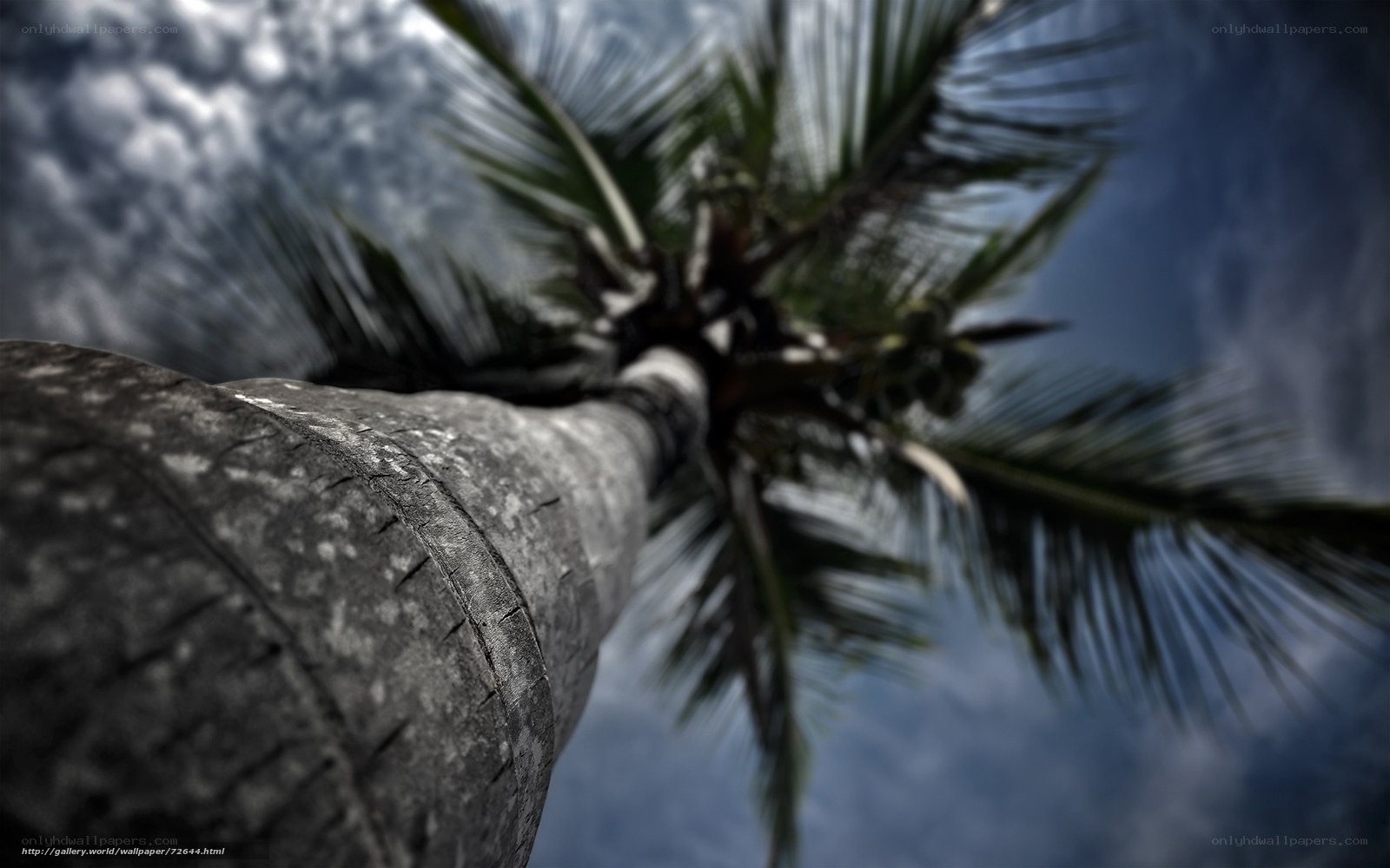 Palm tree against cloudy sky