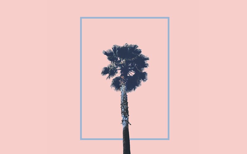 Palm Tree Against Pink Sky