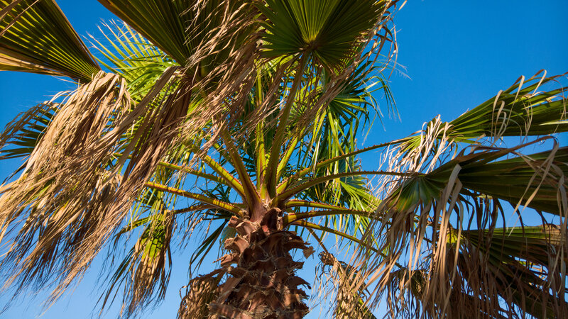 Palm Tree Against Sky — Blue, Serene
