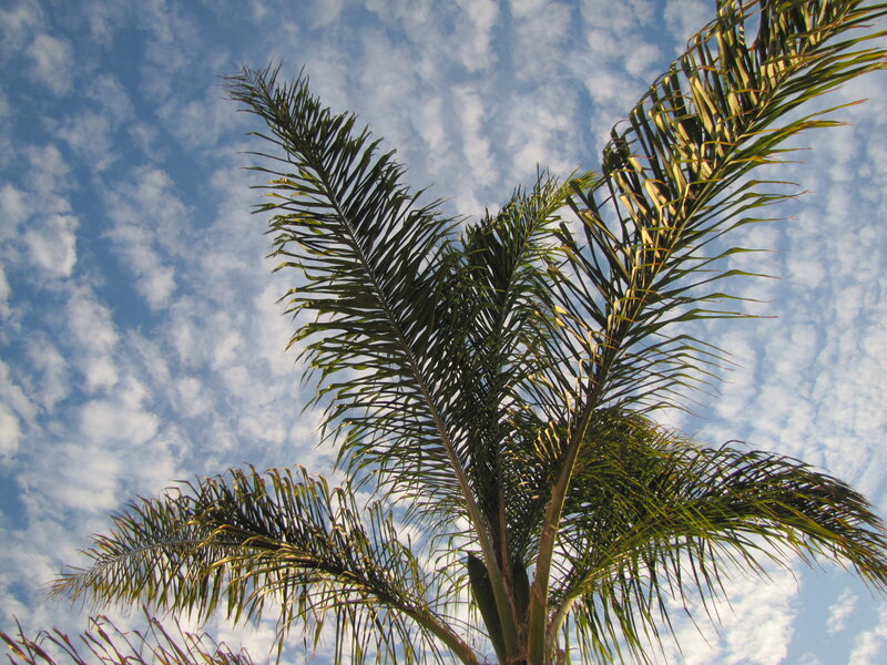 Palm Tree Against Sky — Blue