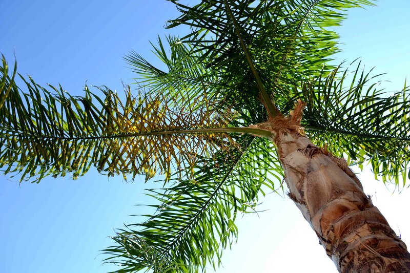 Palm Tree Against Sky — Green, Serene