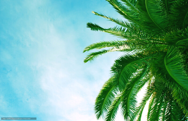 Palm Tree Against Sky — Green