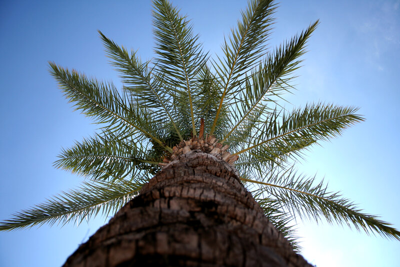 Palm Tree Against Sky