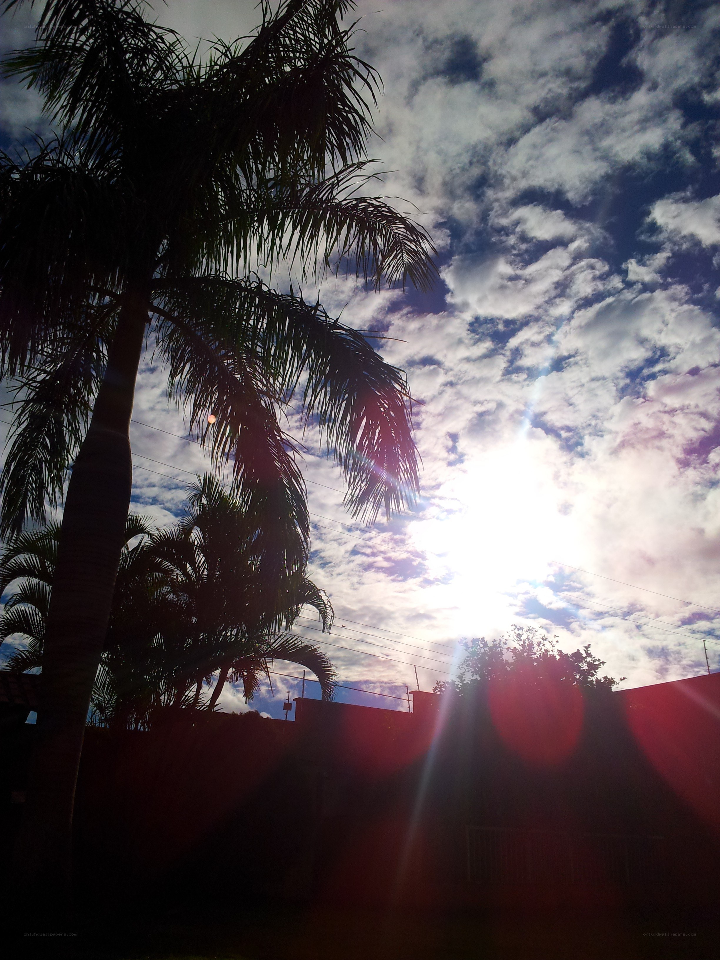 Palm tree against sunlit sky