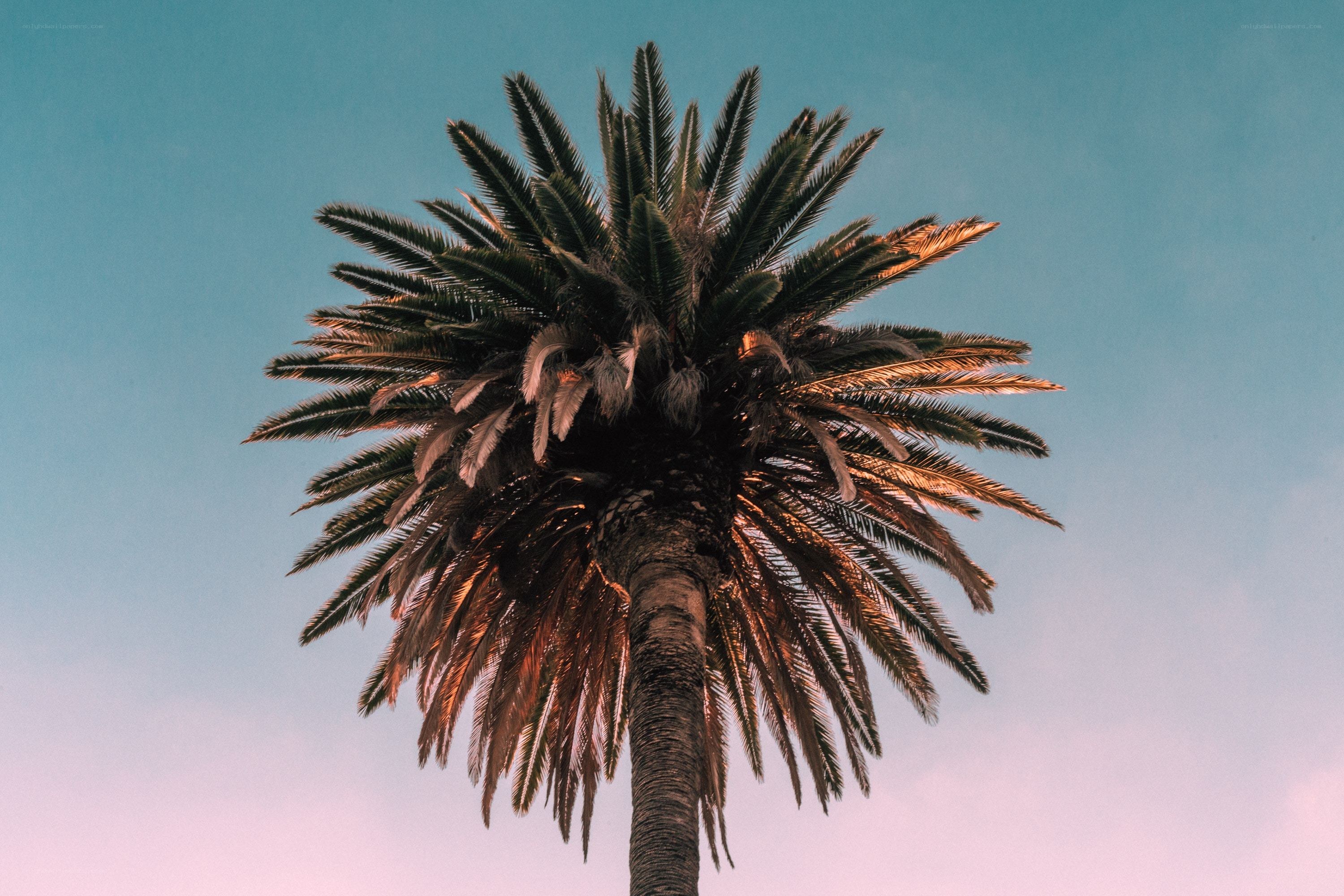 Palm tree against sunset sky