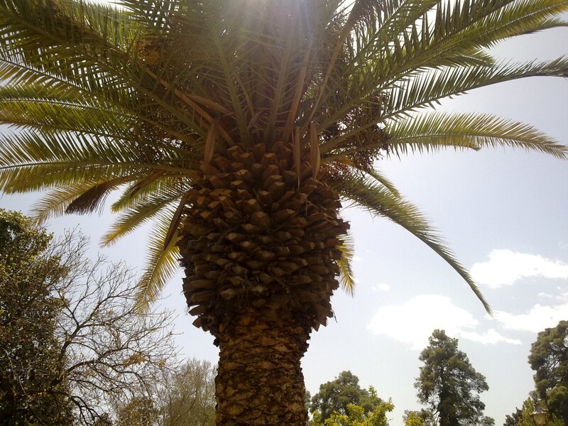 Palm tree against the sky