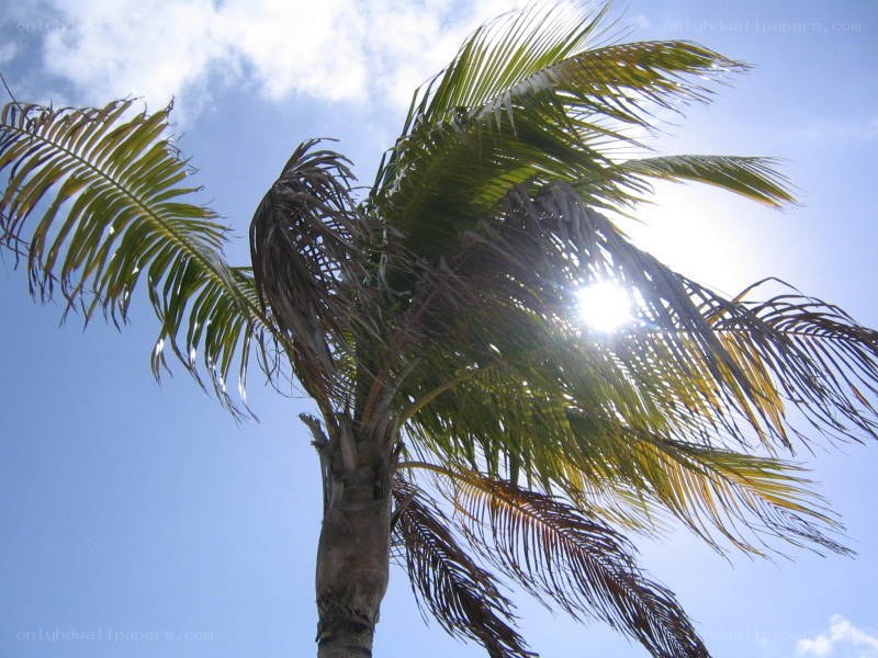 Palm tree against the sun