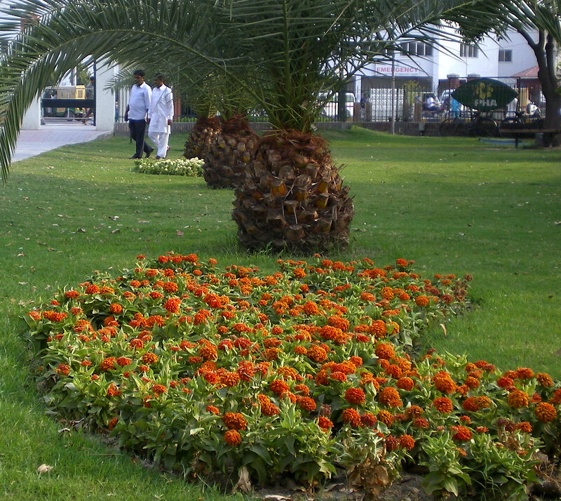 Palm tree and flower bed