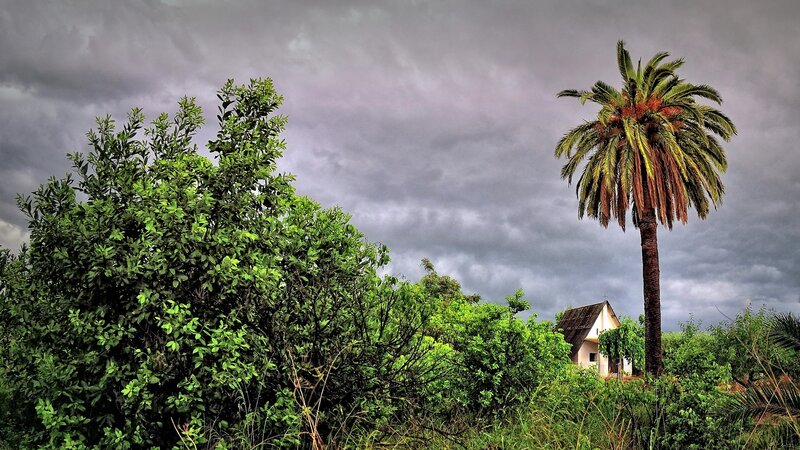 Palm Tree and House