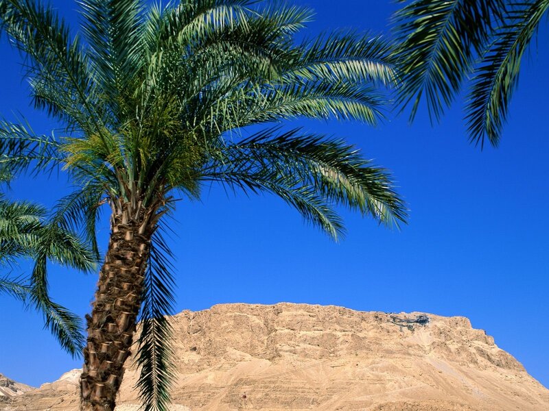 Palm Tree and Mountain