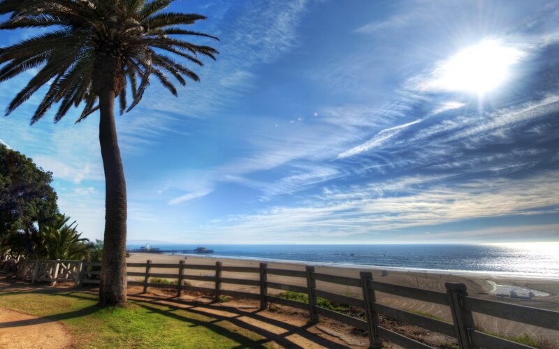 Palm Tree at Beach — Blue, Serene, Afternoon