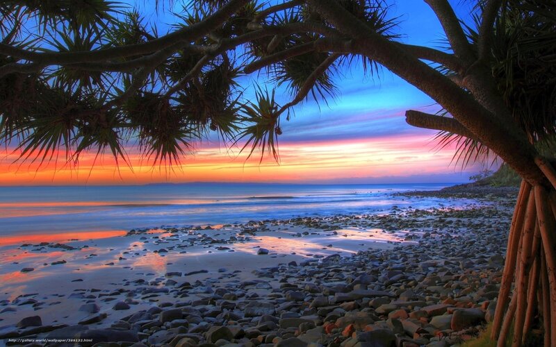 Palm Tree at Beach — Blue, Serene, Sunset, Photograph