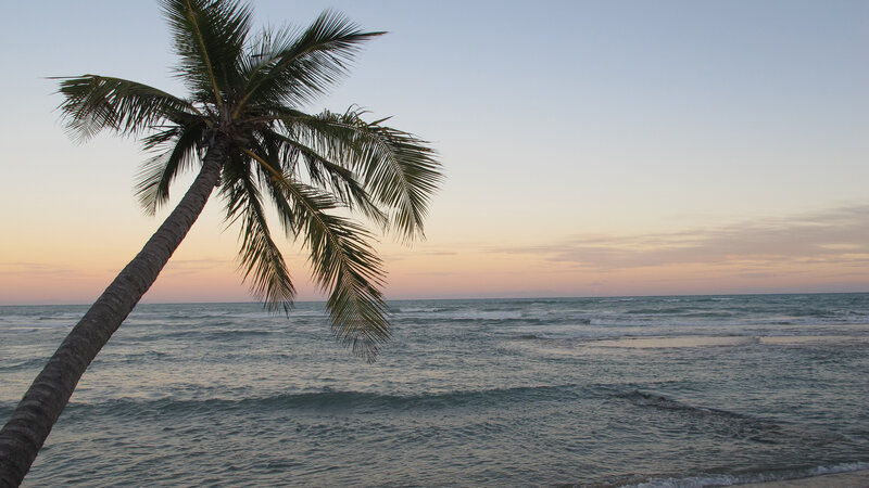 Palm Tree at Beach — Blue, Serene, Sunset