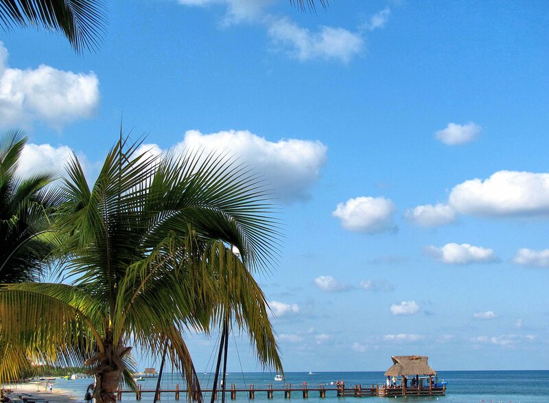 Palm Tree at Beach — Blue, Serene