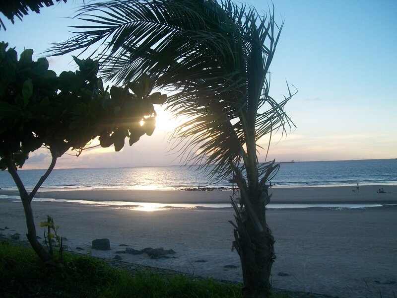 Palm Tree at Beach — Blue