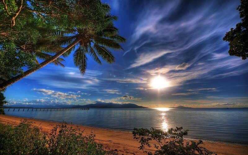 Palm Tree at Beach